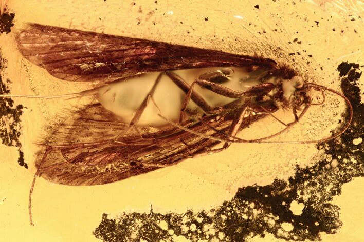 Detailed Fossil Caddisfly (Trichoptera) In Baltic Amber #273204